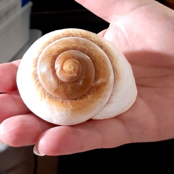 Natural!! Turbo Seashell 3.38 in Length Dark Color Shell - Collectible and Nice! - Picture 1 of 9